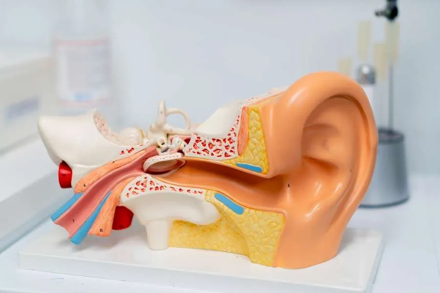 Anatomical model of the inner ear and nasal passage structures